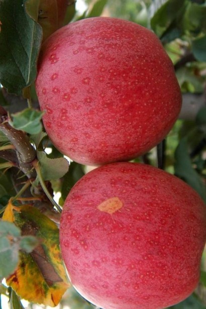 Яблуня ‘Гала Галексі’|Malus domestica ‘Gala Galaxi’|Яблоня ‘Гала Галекси’